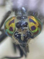 Chrysops mitis