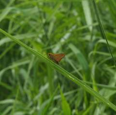 Ampittia dioscorides