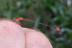 Leptobasis vacillans