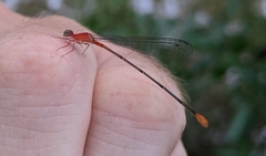 Leptobasis vacillans