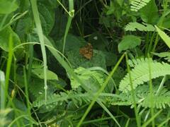 Polygonia c-aureum lunulata