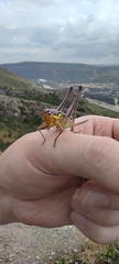 Parapholidoptera noxia