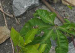 Eretmocera impactella