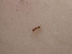 Pheidole flavens