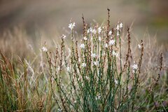 Asphodelus tenuifolius