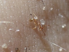 Pheidole flavens