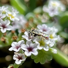 Perdita heliotropii