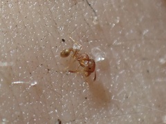 Pheidole flavens