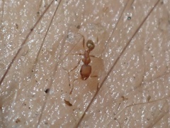 Pheidole flavens