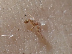 Pheidole flavens