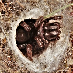 Sphodros niger