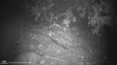 Leopardus guigna guigna