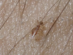Pheidole flavens