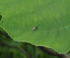 Prosopochrysa vitripennis