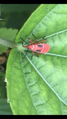 Dysdercus suturellus