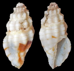 Eucithara
