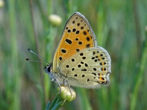 Iberian Sooty Copper