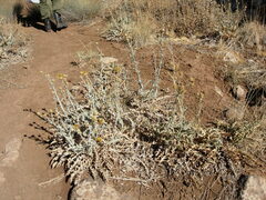 Centaurea onopordifolia