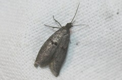 Wockia asperipunctella