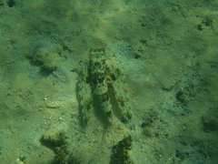 Dactyloptena orientalis