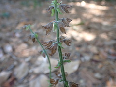 Salvia lyrata