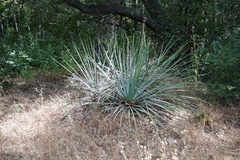 Hesperoyucca
