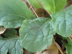 Salvia lyrata