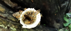 Tetragonisca angustula