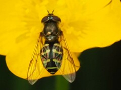 Dasysyrphus pinastri