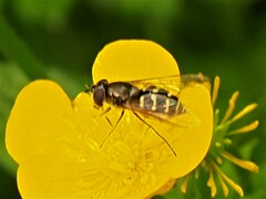 Dasysyrphus pinastri