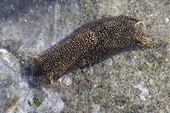 Aglaja ocelligera