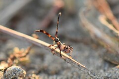 Coreus marginatus