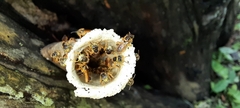 Tetragonisca angustula