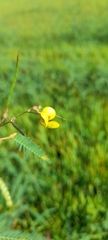 Chamaecrista nictitans