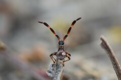 Coreus marginatus