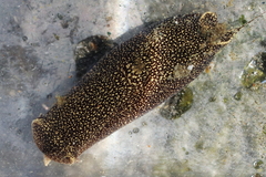 Aglaja ocelligera