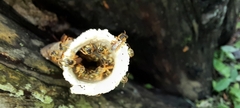 Tetragonisca angustula