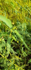 Chamaecrista nictitans