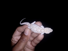 Tarentola mauritanica