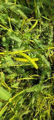 Chamaecrista nictitans