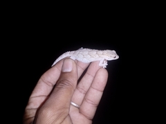 Tarentola mauritanica