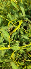 Chamaecrista nictitans