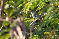 Myiopagis caniceps