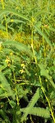 Chamaecrista nictitans