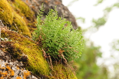 Oregon Spleenwort (Physematium oreganum)