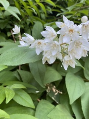 Deutzia pulchra
