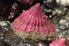 Puncturella multistriata