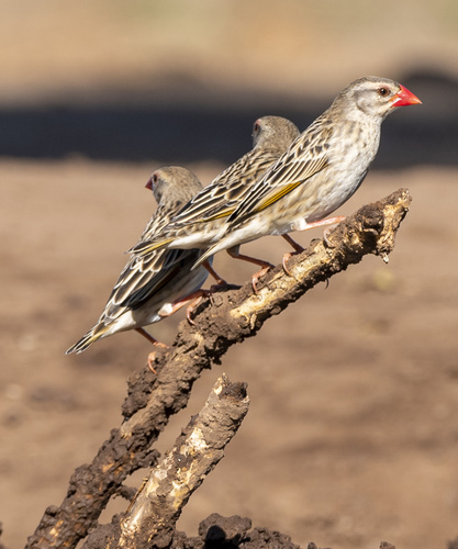 South African Red-billed Quelea