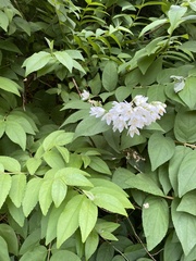 Deutzia pulchra