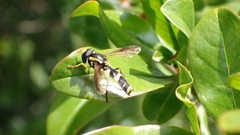 Xanthogramma marginale